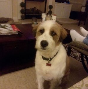 Meet your Posher, Susan